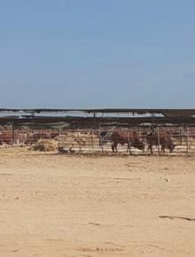 How drought insurance and value chains can support Somalia’s livestock economy
